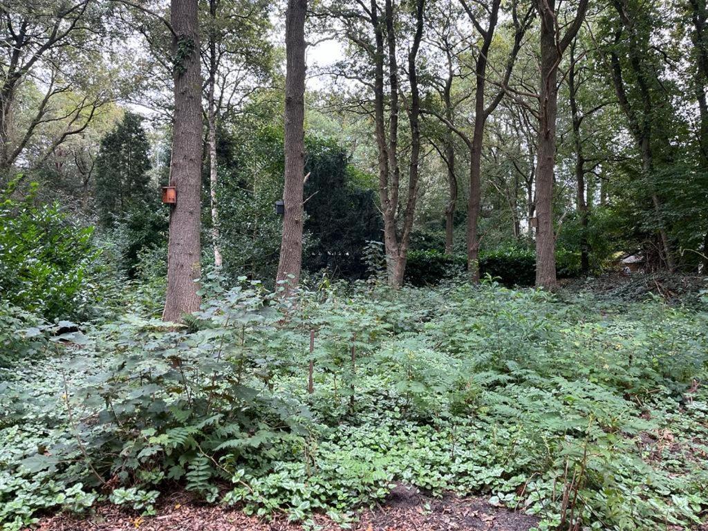 Huisje In Het Bos 추이드라렌 외부 사진